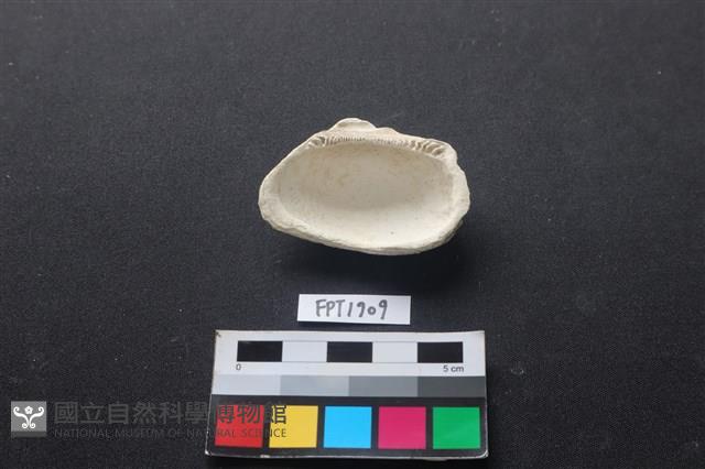 貝殼藏品圖，第2張