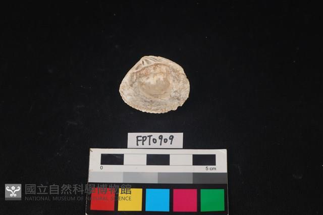 貝殼藏品圖，第2張