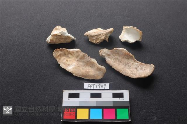 貝殼藏品圖，第2張