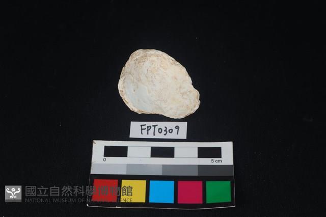 貝殼藏品圖，第2張