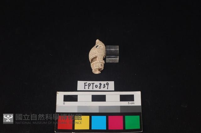 貝殼藏品圖，第2張