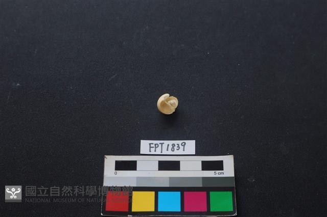 貝殼藏品圖，第2張