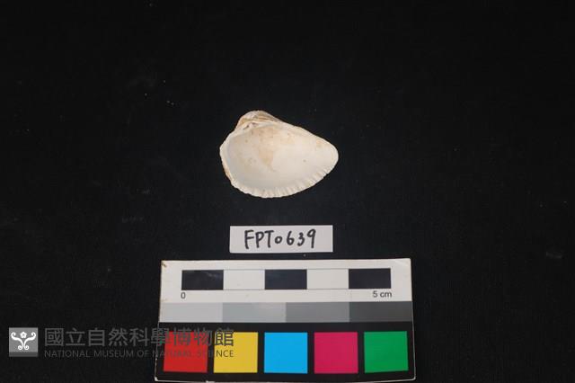 貝殼藏品圖，第2張
