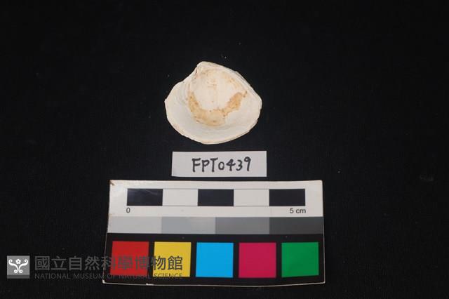 貝殼藏品圖，第2張