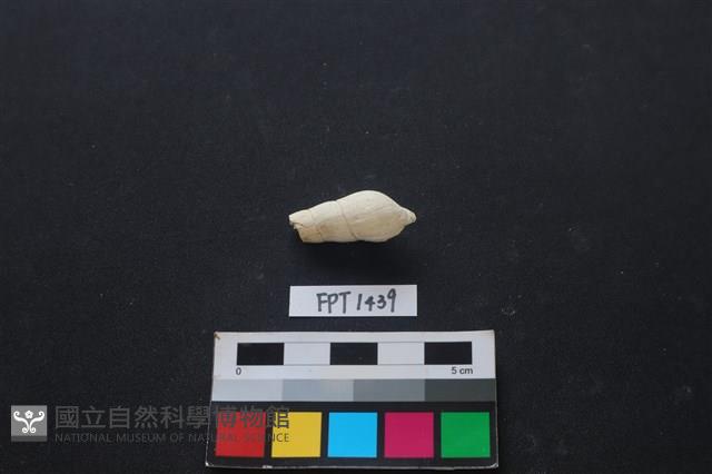 貝殼藏品圖，第2張