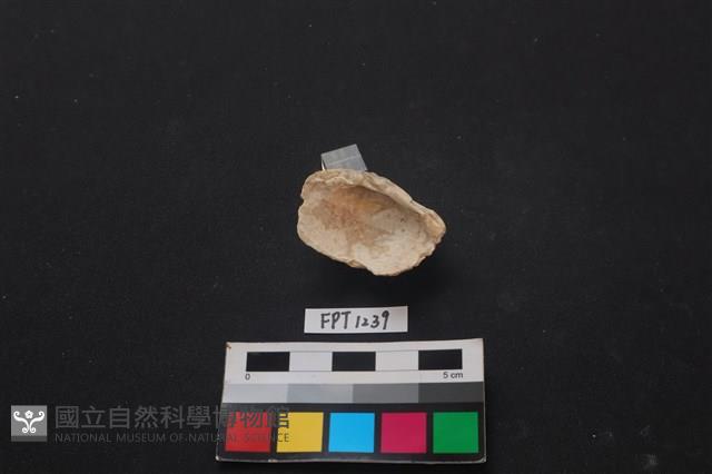 貝殼藏品圖，第2張