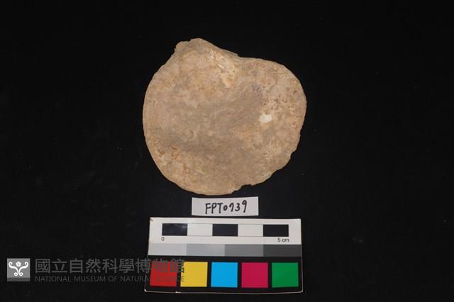 貝殼藏品圖，第2張