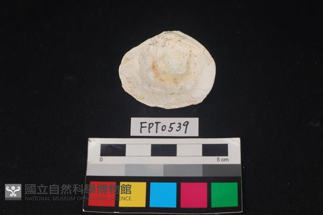 貝殼藏品圖，第2張