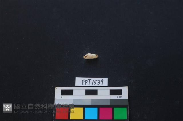 貝殼藏品圖，第2張