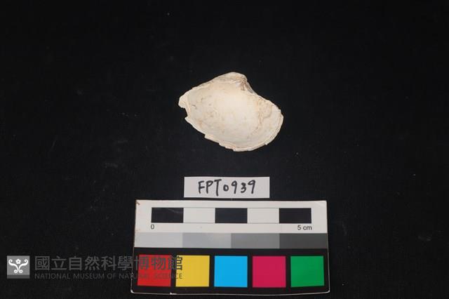 貝殼藏品圖，第2張