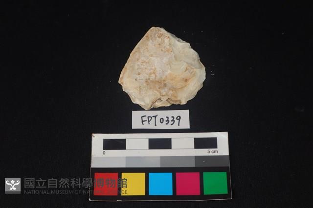 貝殼藏品圖，第2張