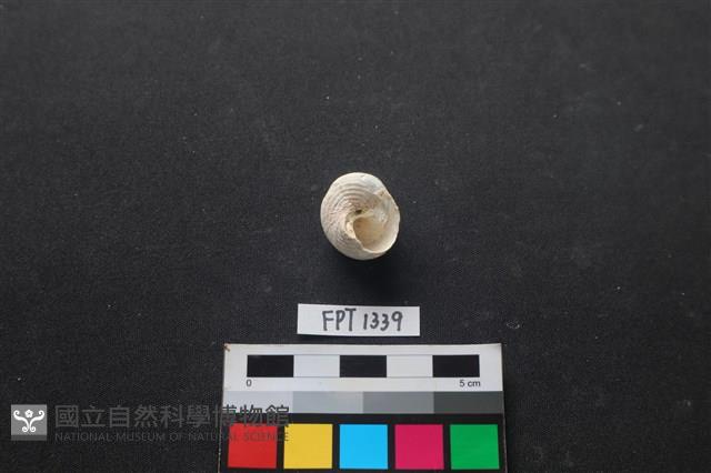貝殼藏品圖，第2張