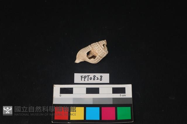 貝殼藏品圖，第2張