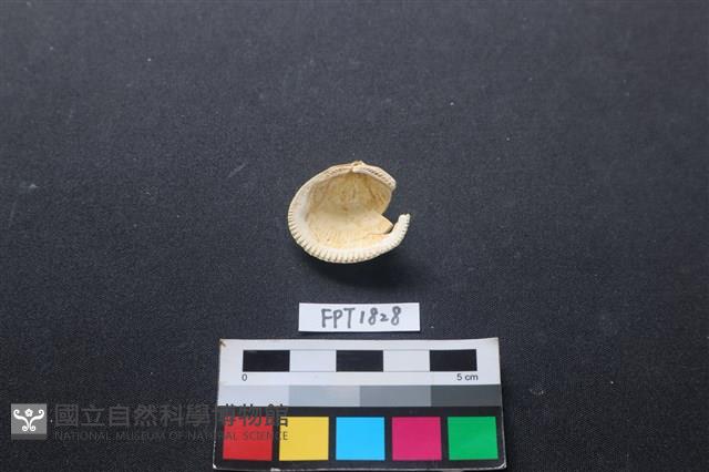 貝殼藏品圖，第2張