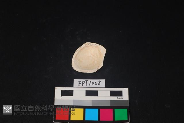 貝殼藏品圖，第2張