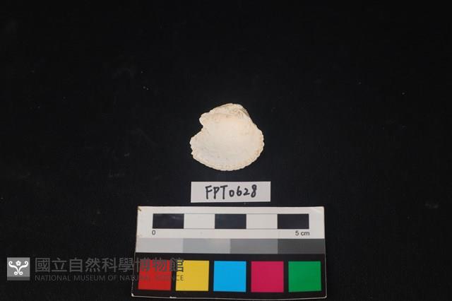 貝殼藏品圖，第2張