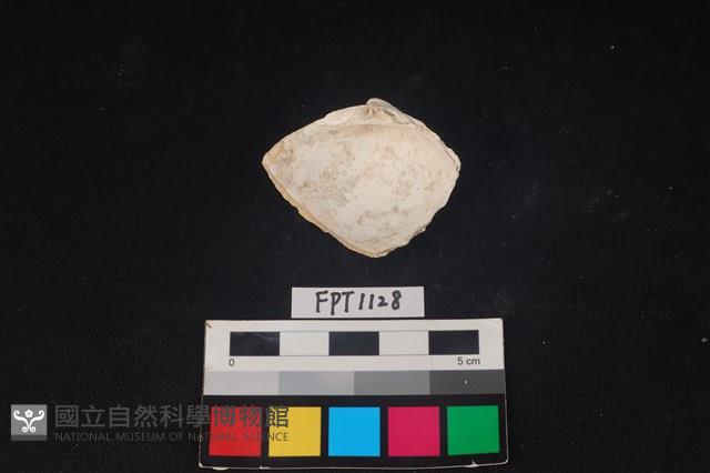 貝殼藏品圖，第2張