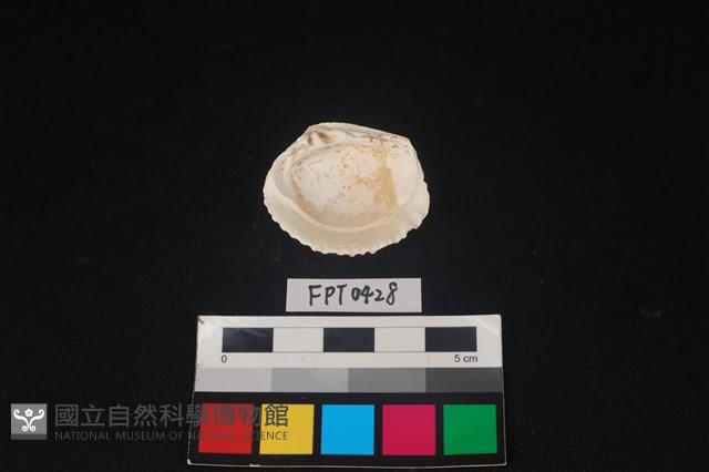 貝殼藏品圖，第2張