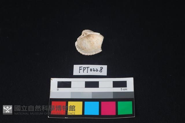 貝殼藏品圖，第2張