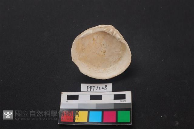 貝殼藏品圖，第2張