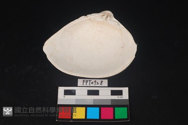 貝殼藏品圖，第2張