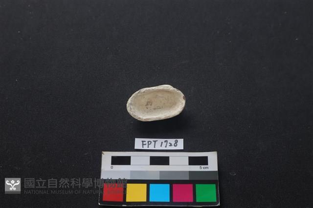貝殼藏品圖，第2張