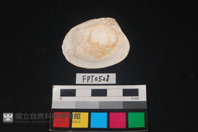 貝殼藏品圖，第2張