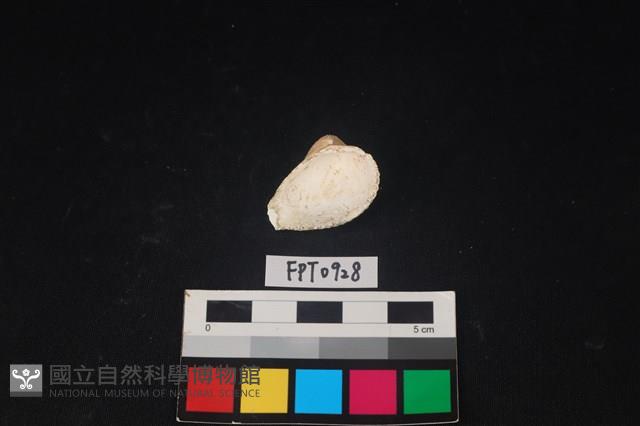 貝殼藏品圖，第2張
