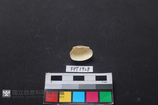 貝殼藏品圖，第2張