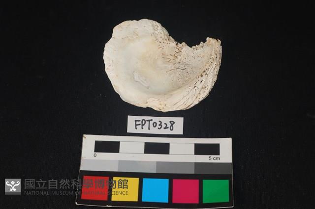 貝殼藏品圖，第2張