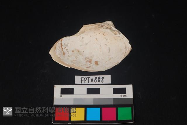 貝殼藏品圖，第2張