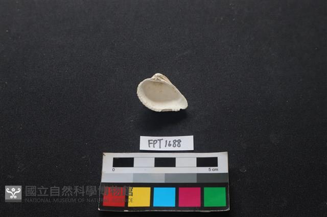 貝殼藏品圖，第2張