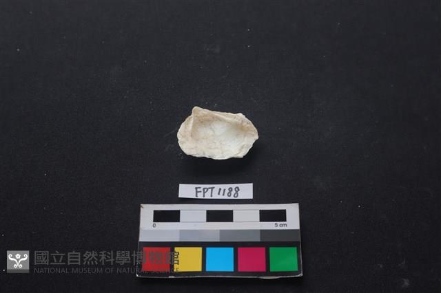 貝殼藏品圖，第2張
