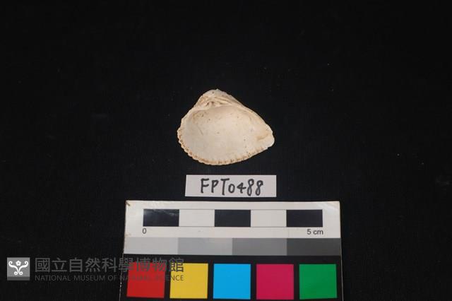 貝殼藏品圖，第2張
