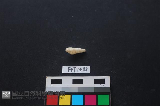 貝殼藏品圖，第2張