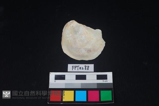 貝殼藏品圖，第2張