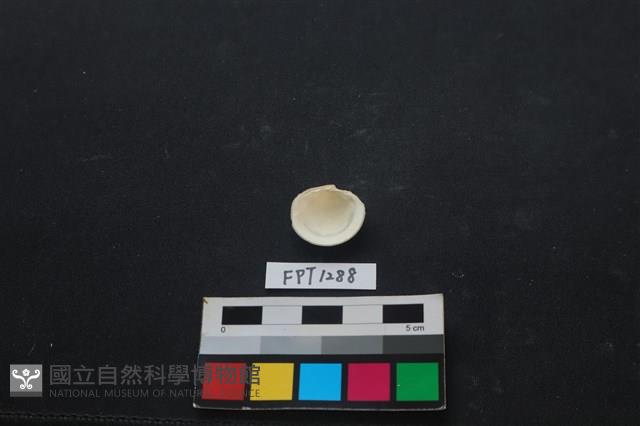 貝殼藏品圖，第2張
