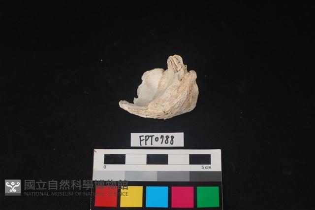 貝殼藏品圖，第2張