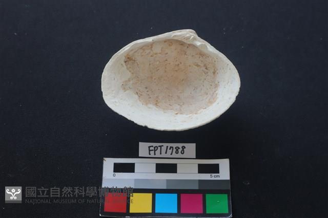 貝殼藏品圖，第2張