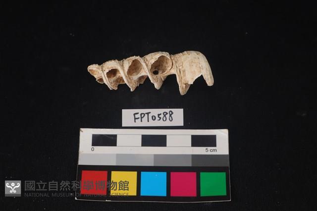 貝殼藏品圖，第2張