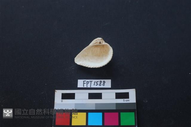 貝殼藏品圖，第2張