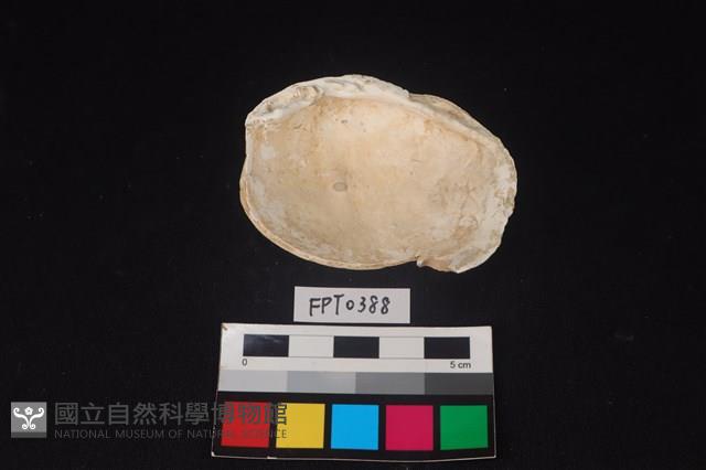 貝殼藏品圖，第2張