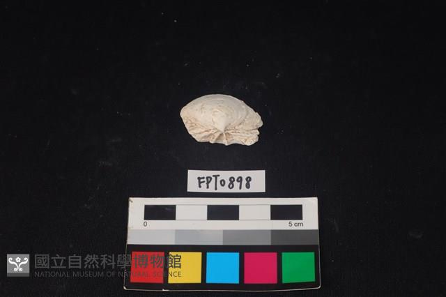 貝殼藏品圖，第2張