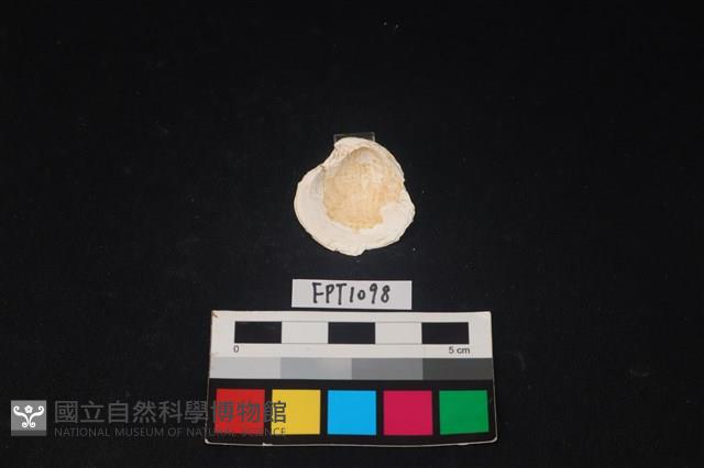 貝殼藏品圖，第2張