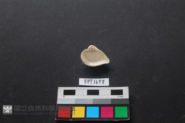 貝殼藏品圖，第2張