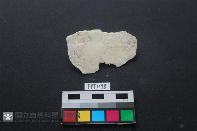 貝殼藏品圖，第2張