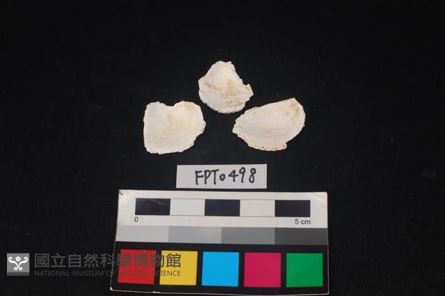 貝殼藏品圖，第2張