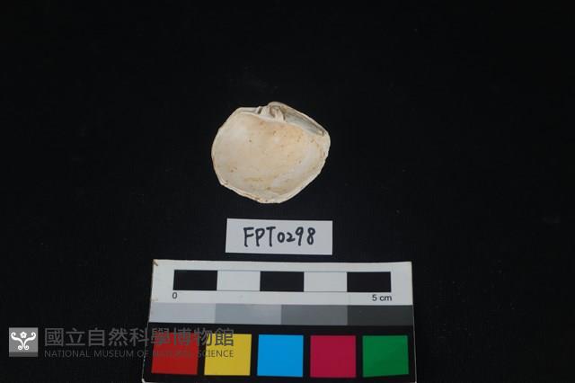 貝殼藏品圖，第2張
