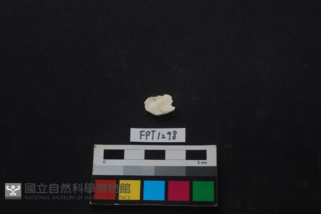 貝殼藏品圖，第2張