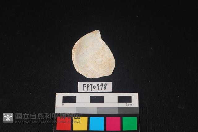 貝殼藏品圖，第2張